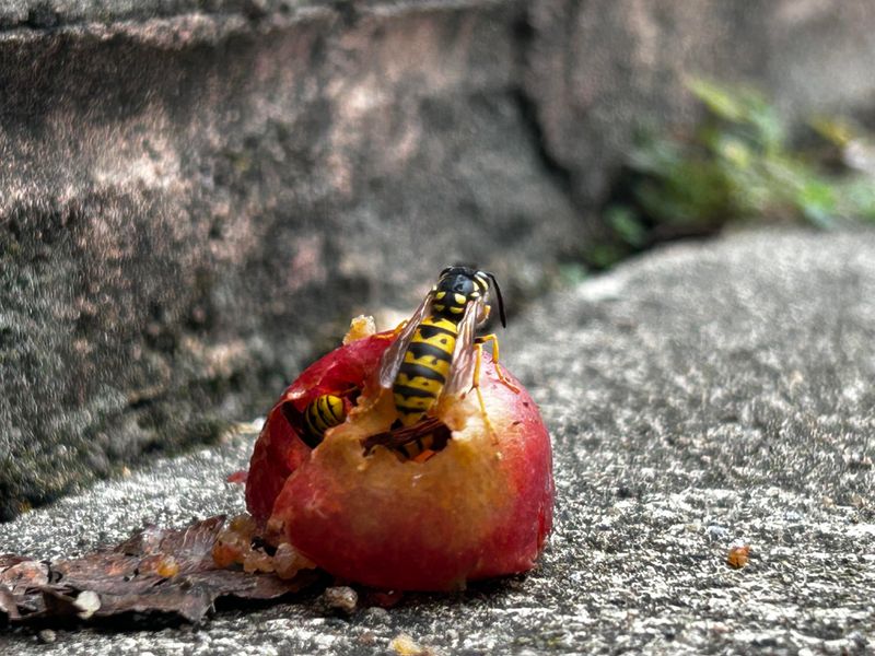 The Late-Season Sugar Craving Behind The Swarm The Late-Season Sugar Craving Behind The Swarm