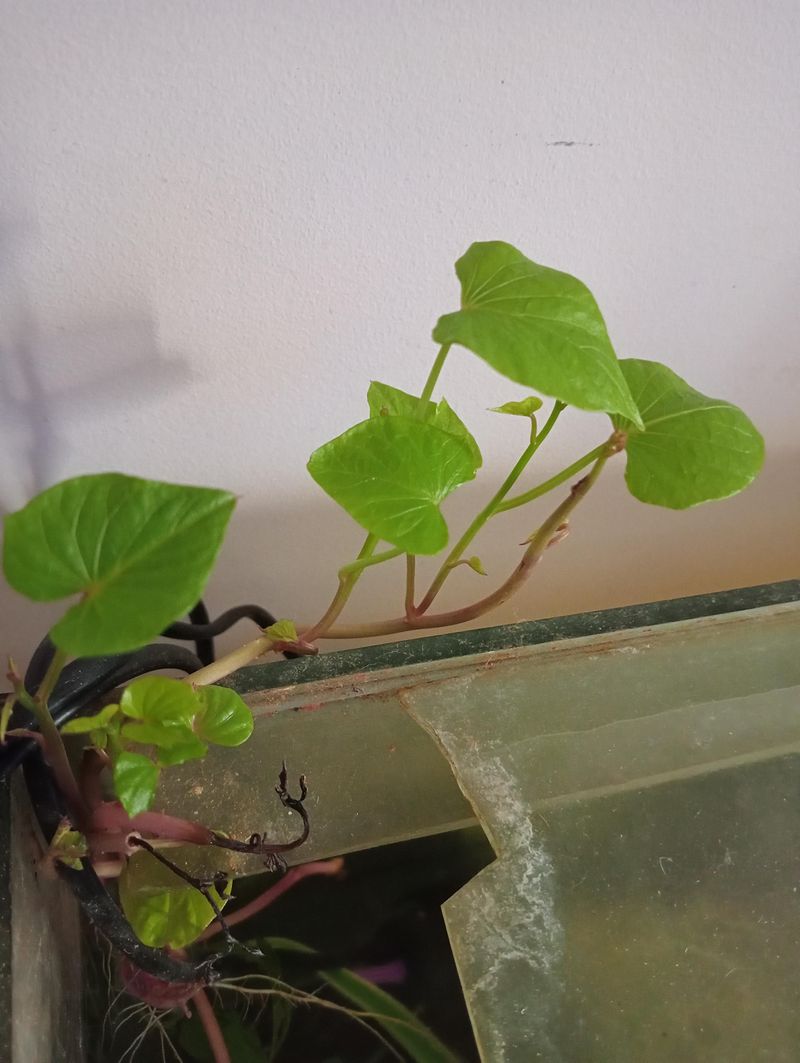 The Late September Snipping Window