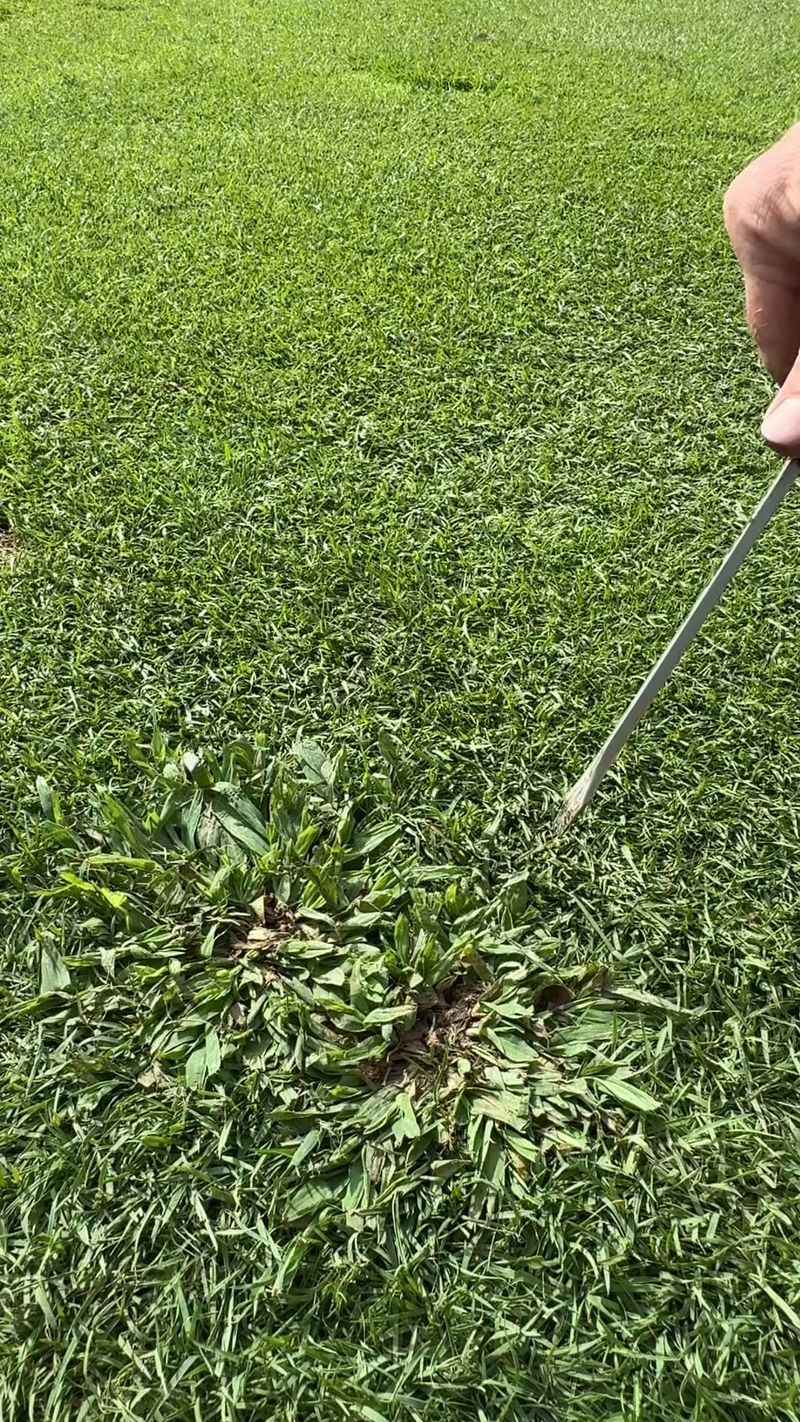 The Late Summer Seed Rush