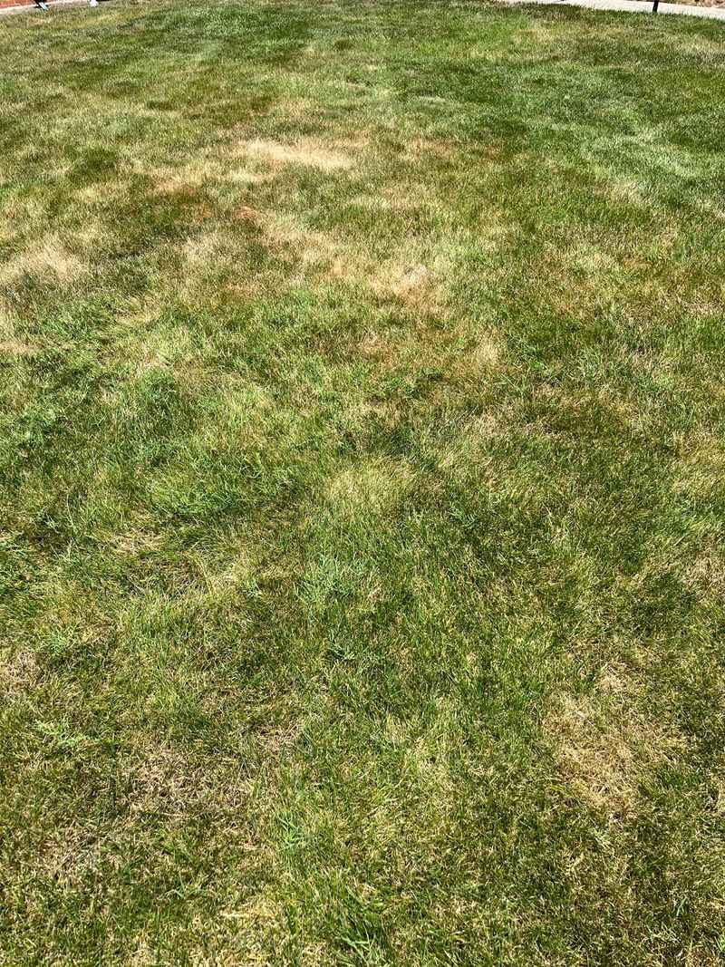 The Lawn Has Little Time Left For Root Growth The Lawn Has Little Time Left For Root Growth