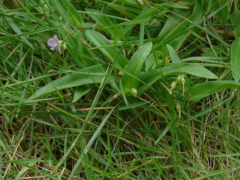 The Lawn Invader To Watch The Lawn Invader To Watch
