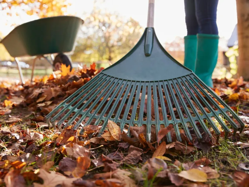 Clear Leaves Before They Smother Your Grass
