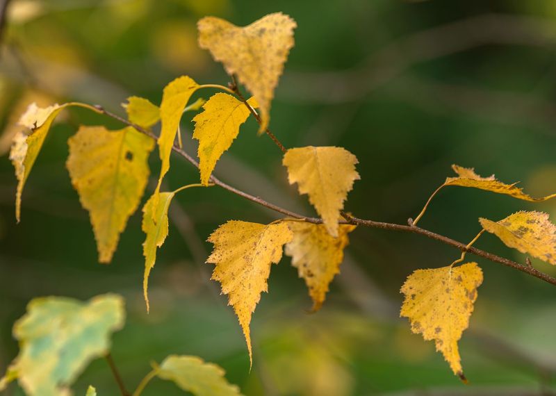 The Leaves Turn Yellow In Fall