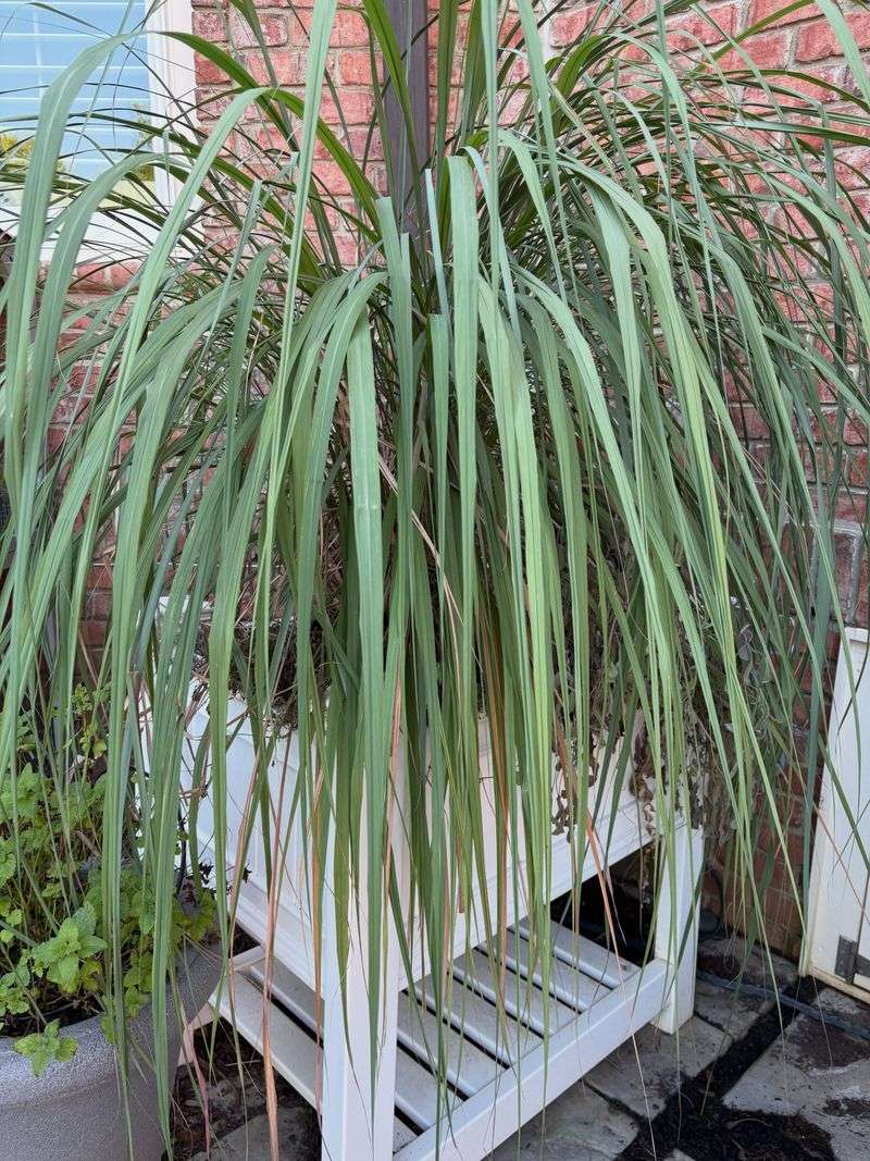 The Lemongrass Advantage On A Texas Porch The Lemongrass Advantage On A Texas Porch