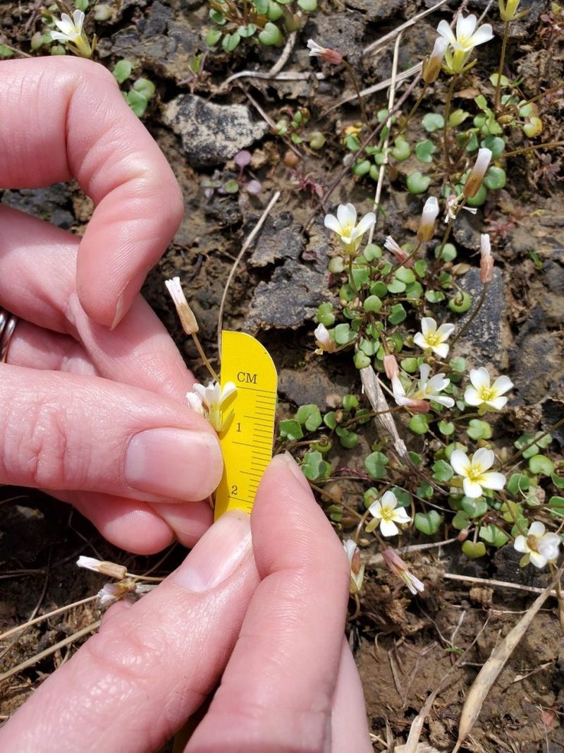 The Limestone Glades That Make This Flower Possible