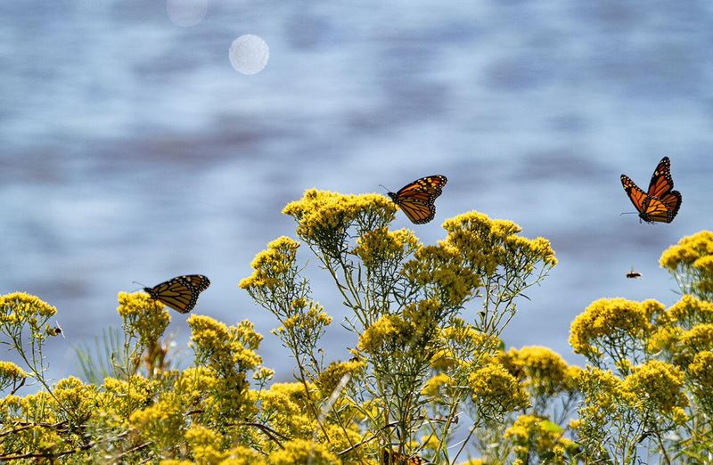 The Long Journey That Brings Monarchs To Your Yard The Long Journey That Brings Monarchs To Your Yard