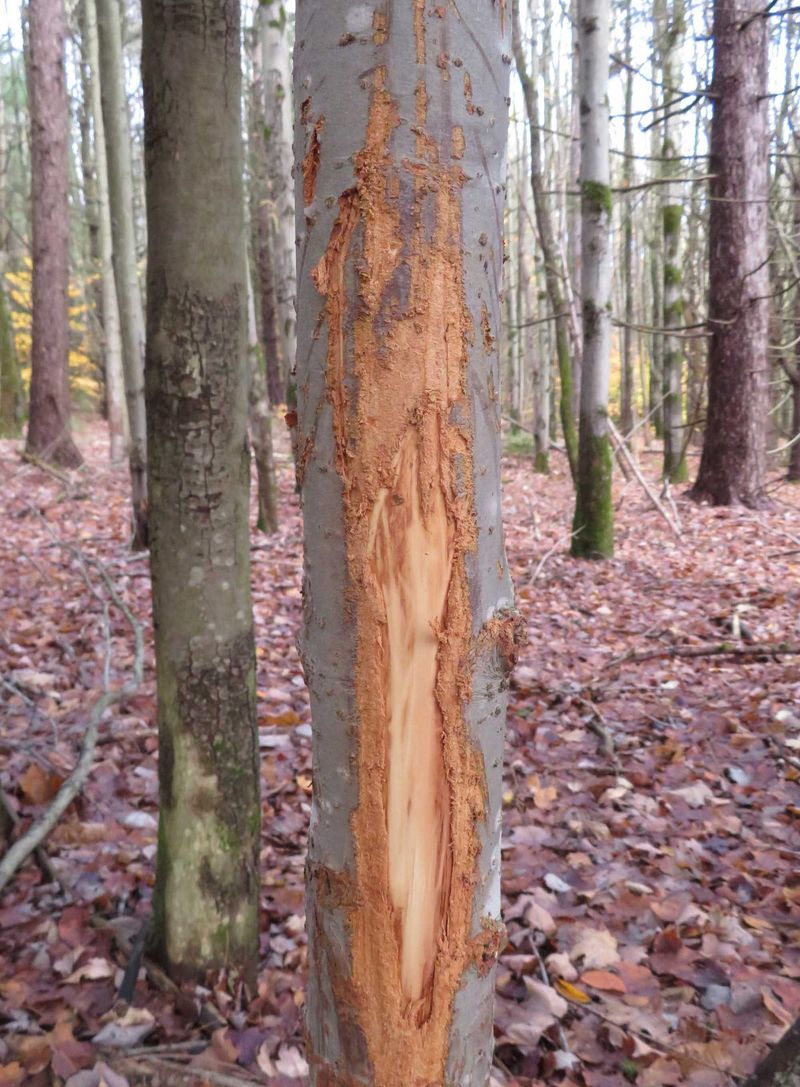 The Long Road Ahead For A Rubbed Sapling