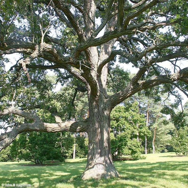 The Long Road For A Tree Hit Year After Year