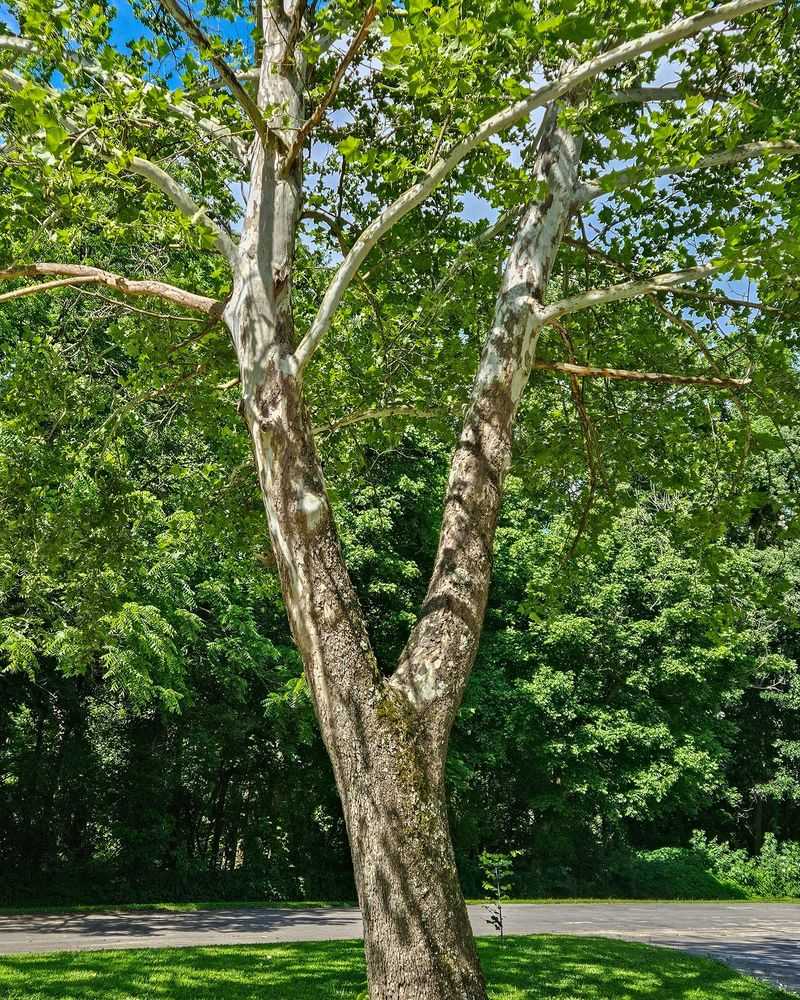 The Long Term Payoff Of A Healthy Sycamore The Long Term Payoff Of A Healthy Sycamore