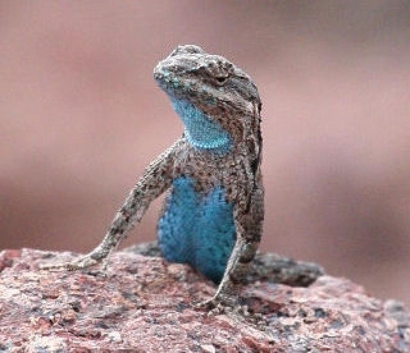 The Low-Desert Blue Flash May Come From Somewhere Else The Low-Desert Blue Flash May Come From Somewhere Else