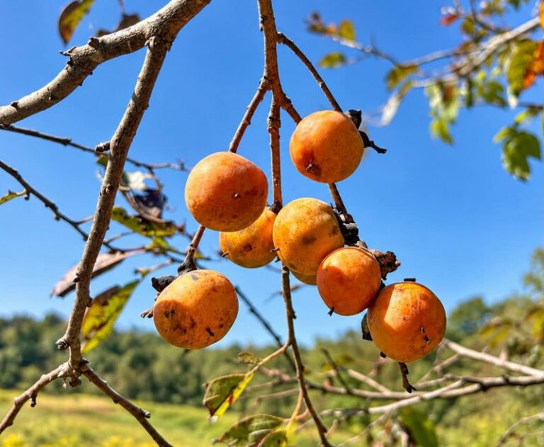 The Easiest Fruit Tree To Plant In Texas This October