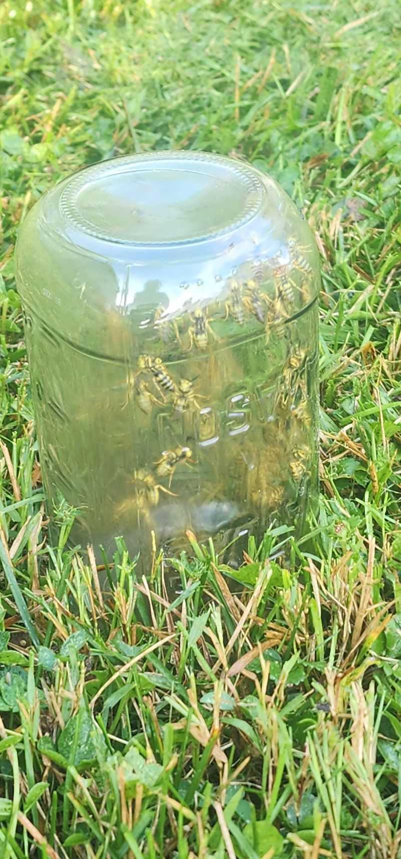 The Mistakes That Make Yellowjackets Stick Around