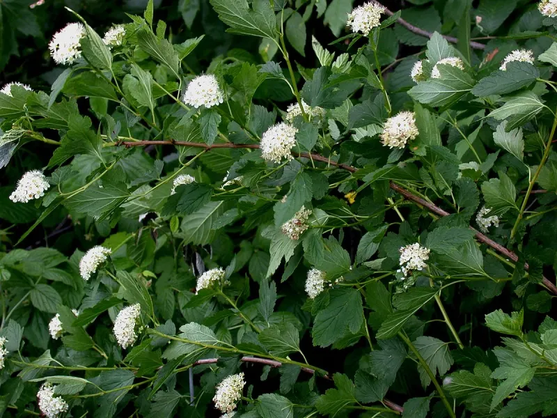 The Mistakes That Ruin Privacy Hedges The Mistakes That Ruin Privacy Hedges