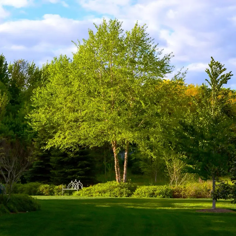 The Moisture Advantage Willow Owners Want The Moisture Advantage Willow Owners Want