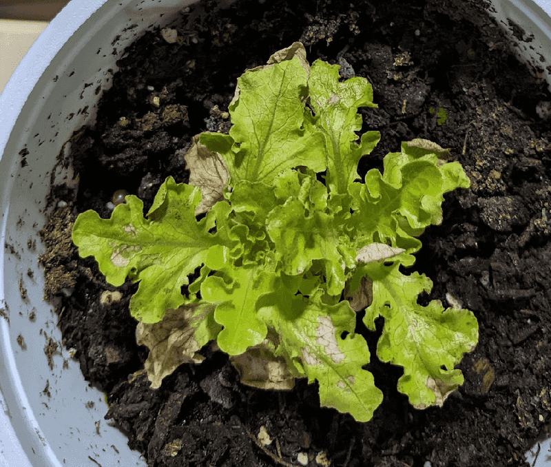 The Moisture Mistake That Ruins Late Crops The Moisture Mistake That Ruins Late Crops