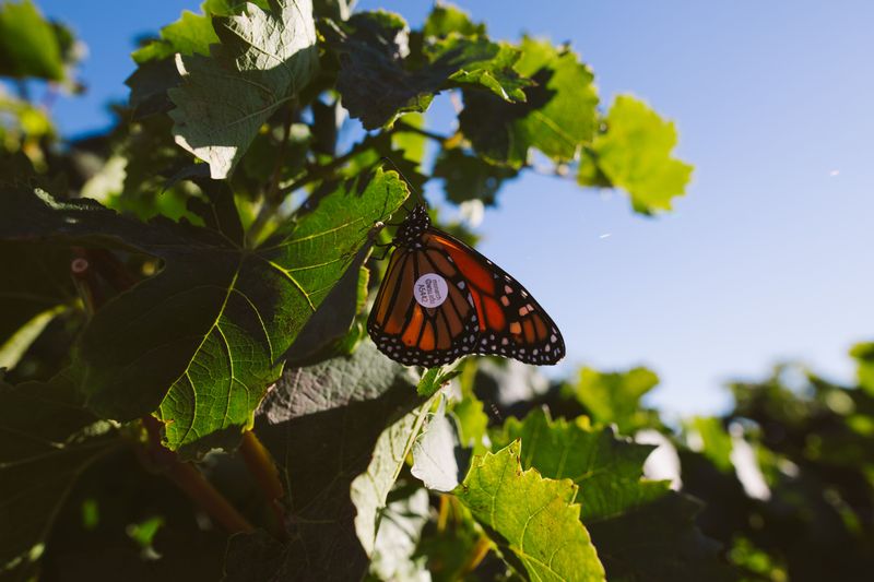 The Monarch Monitoring Project