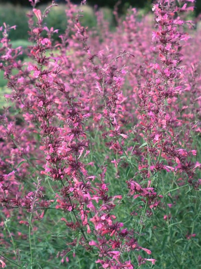The “Mosquito Plant” name proves less than readers think