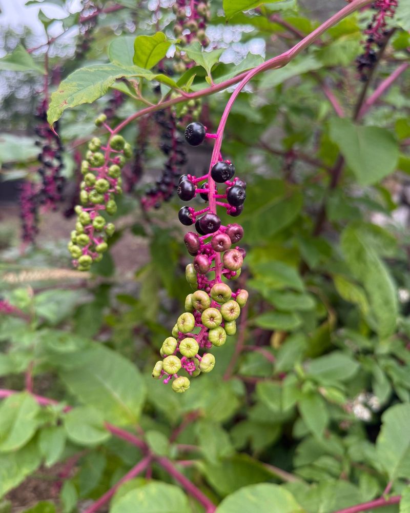 The Mowing Mistake That Makes A Pokeweed Patch Thicker