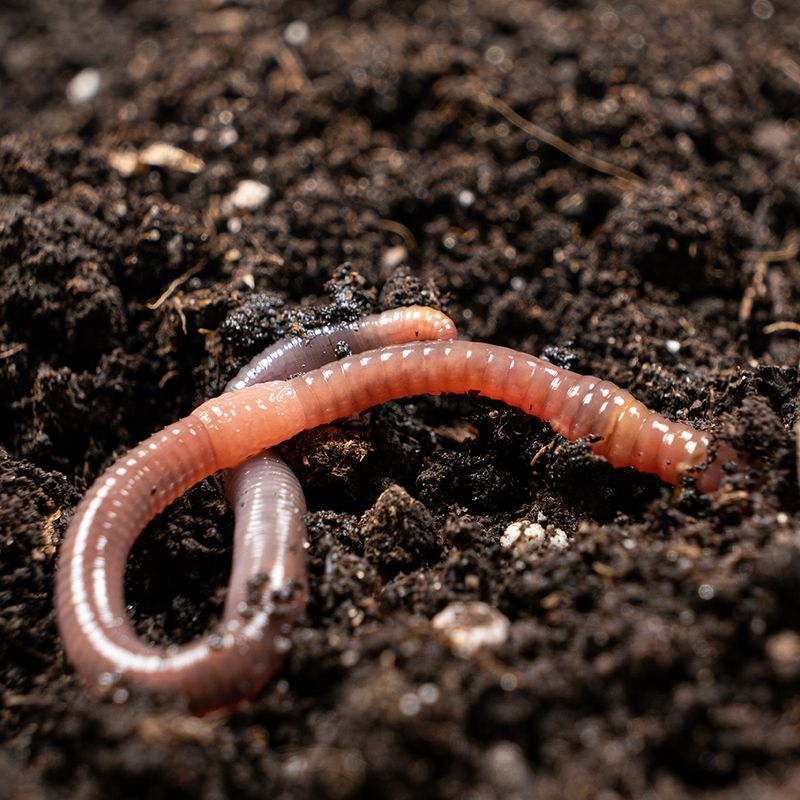 The Mulch Sourcing Mistake Most Gardeners Make The Mulch Sourcing Mistake Most Gardeners Make