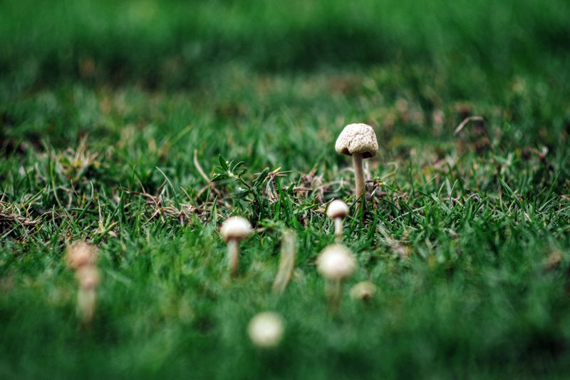 The Mushrooms And Fungus Pop Up Often