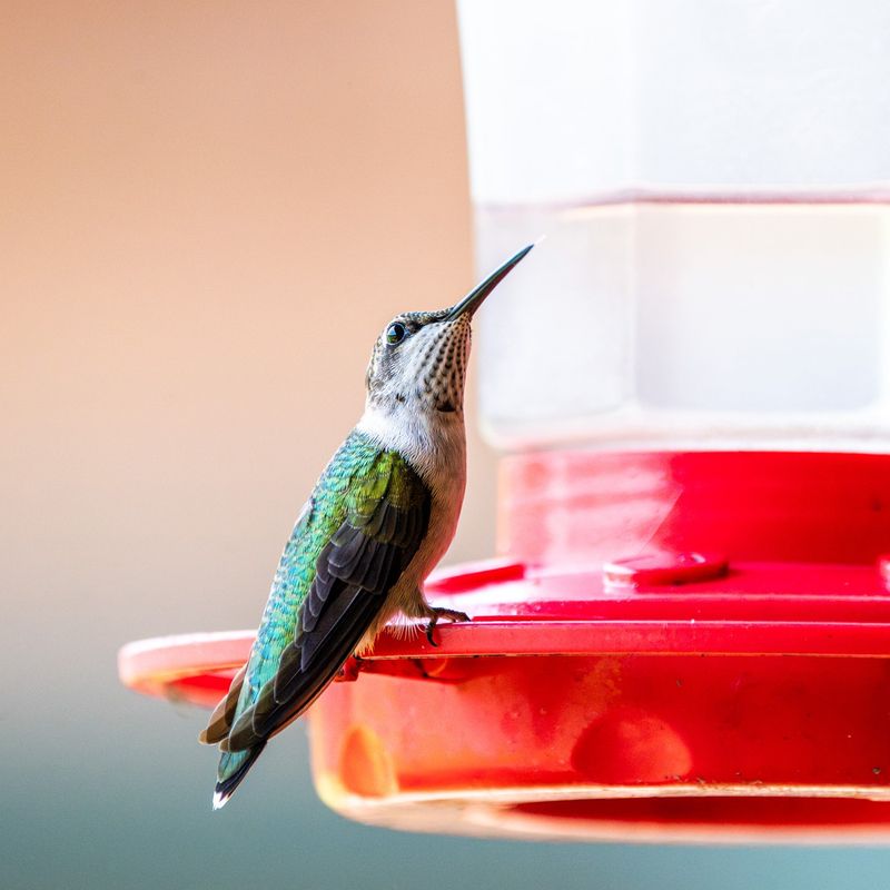 The Myth About Feeders Delaying Departure The Myth About Feeders Delaying Departure