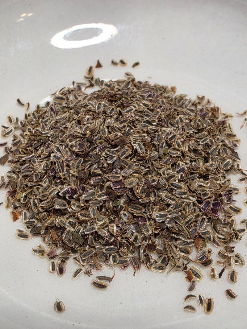The Name Comes From Seeds That Look Like Bugs The Name Comes From Seeds That Look Like Bugs