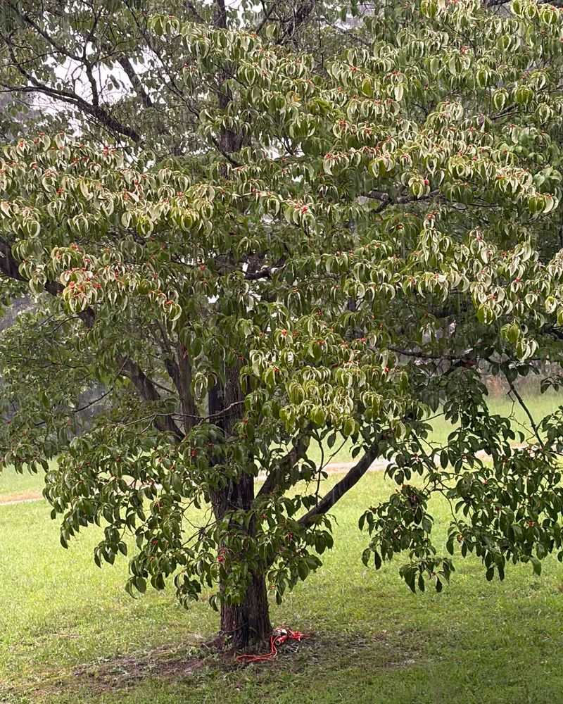 The Narrow Window Between Labor Day And Leaf Drop The Narrow Window Between Labor Day And Leaf Drop