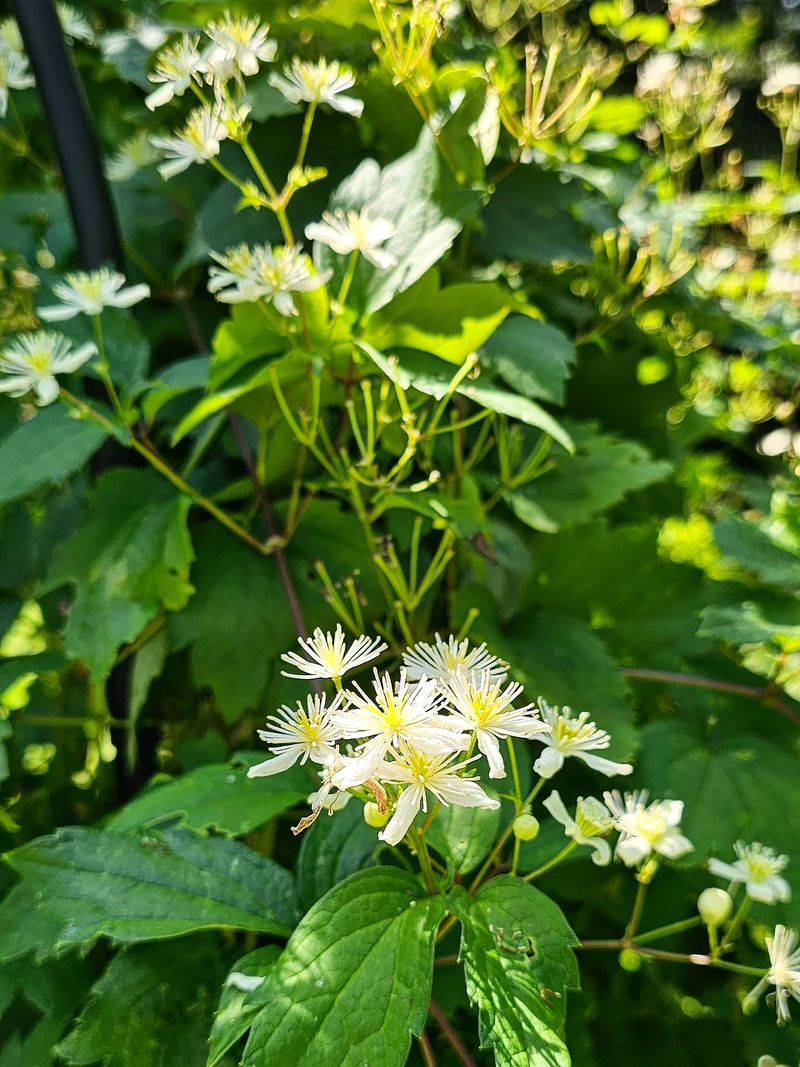 The Native Fall-Blooming Vine That Smells Amazing The Native Fall-Blooming Vine That Smells Amazing