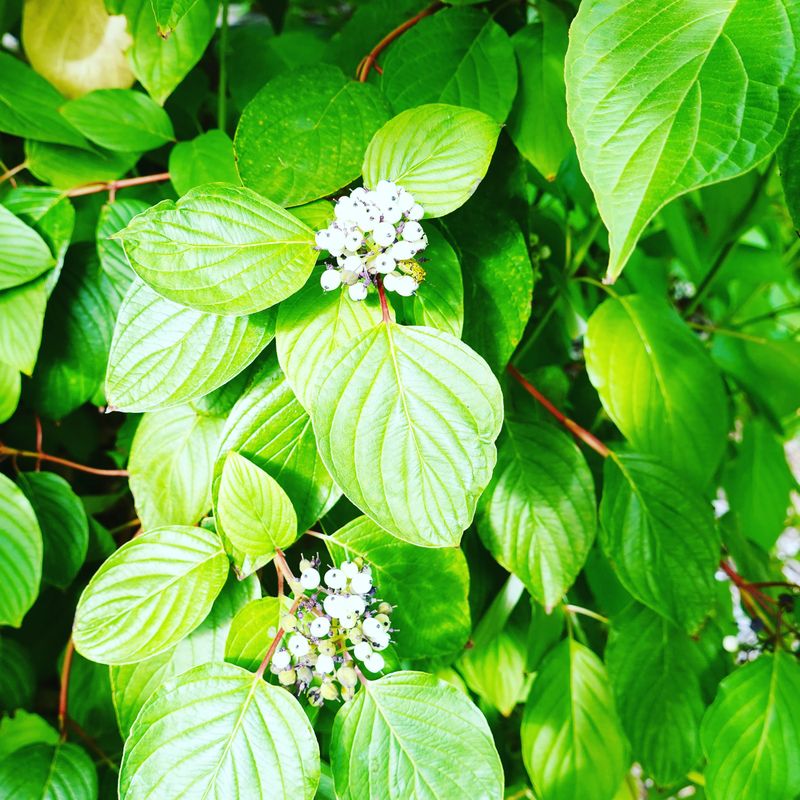 The Native Hydrangea Alternative The Native Hydrangea Alternative