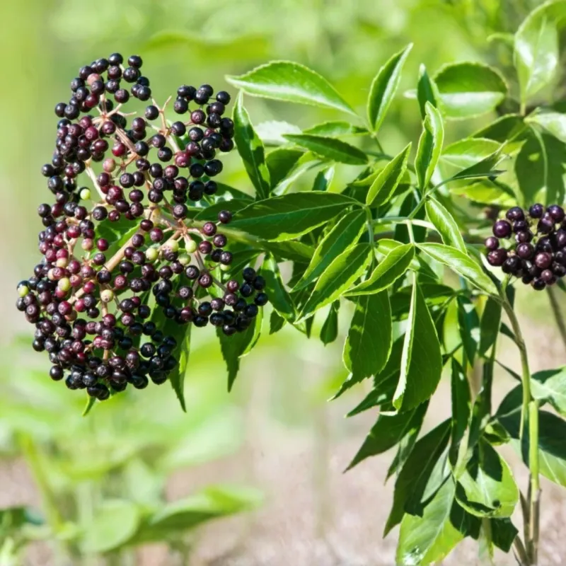 The Native Plant Worth Knowing The Native Plant Worth Knowing