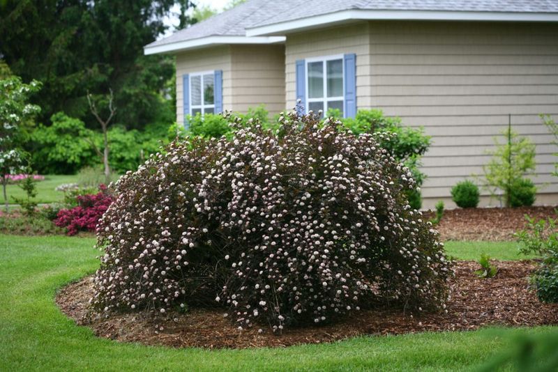 The Native Shrub That Fills Empty Yard Edges Fast The Native Shrub That Fills Empty Yard Edges Fast