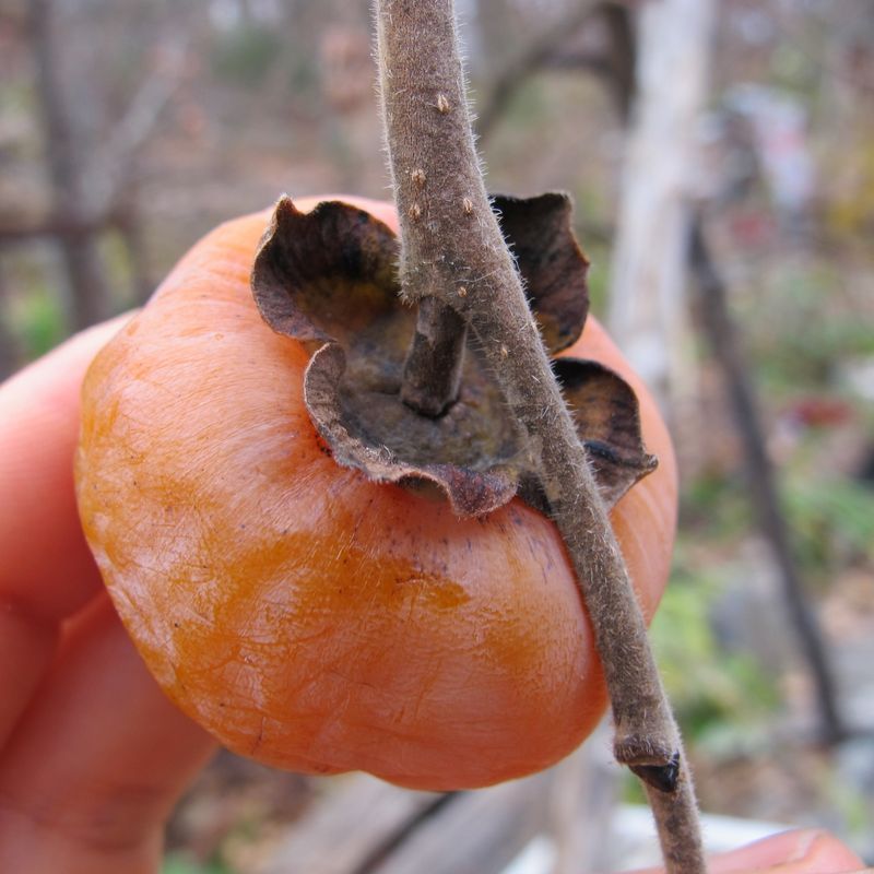 The Native Tree Behind The Fallen Orange Fruit The Native Tree Behind The Fallen Orange Fruit