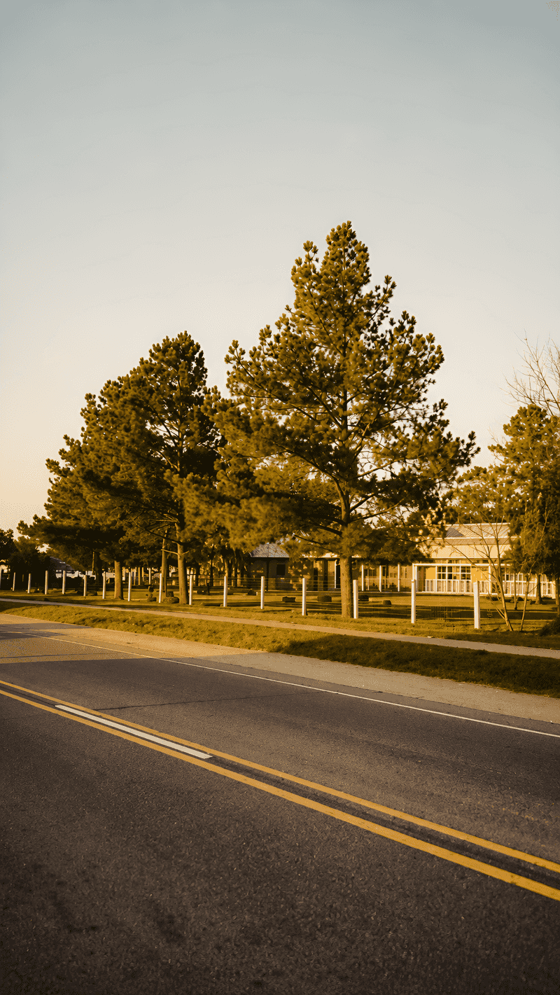 The Native Tree That Turns Empty Borders Green The Native Tree That Turns Empty Borders Green