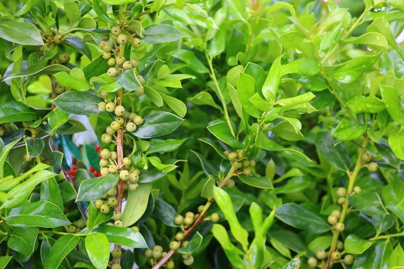 The Native Windbreak Shrub