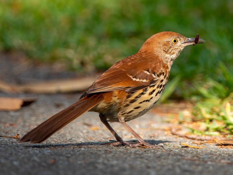 The Natural Pest Control Happening At Ground Level