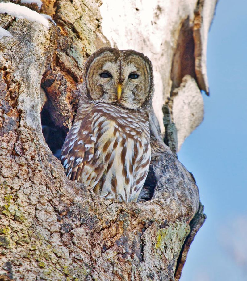 The Nesting Spots Barred Owls Look For The Nesting Spots Barred Owls Look For