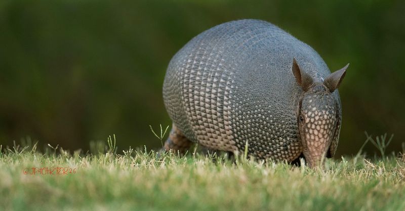 The Nine-Banded Armadillo's Quiet Arrival The Nine-Banded Armadillo's Quiet Arrival