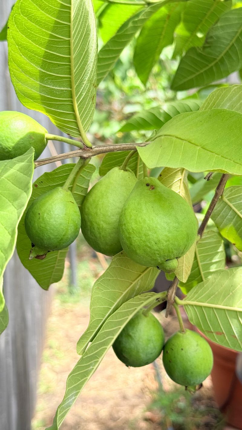 The Nitrogen Cutoff Every Backyard Tree Wants In September The Nitrogen Cutoff Every Backyard Tree Wants In September