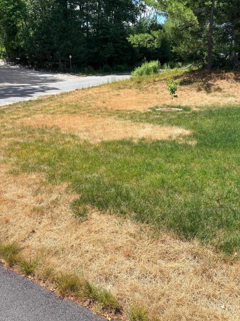 The Nitrogen Rush Behind The Damage