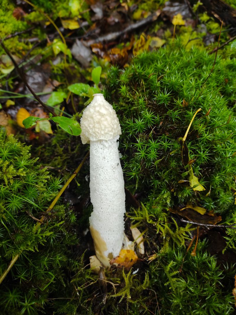 The Odd Shape Rising From Your Mulch