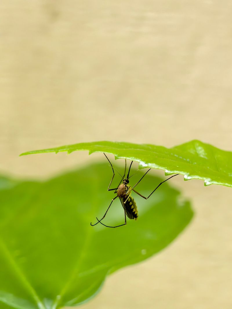 The Old Mosquito Trick Grandparents Swore By