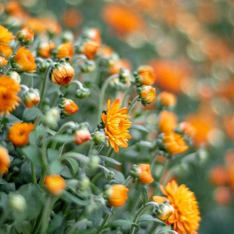 The One Flowering Plant For Fall Color