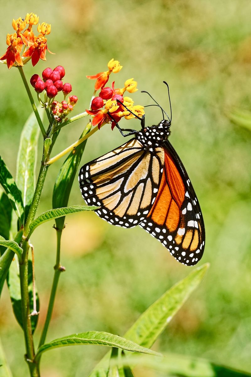 The Only Plant Their Caterpillars Will Touch