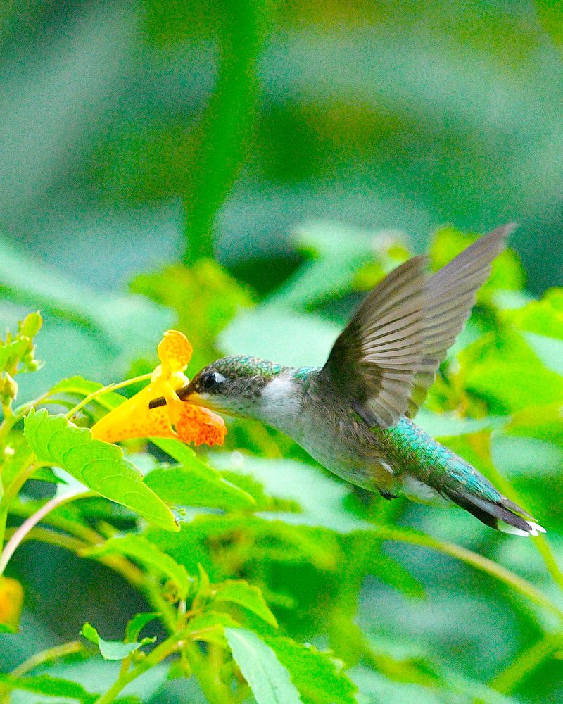 The Orange Bloom Ruby-Throats Cannot Resist The Orange Bloom Ruby-Throats Cannot Resist