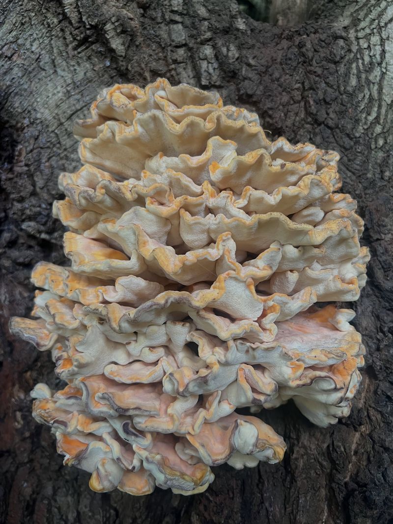 The Orange Fungus Appearing On New York Oak Trunks This Month