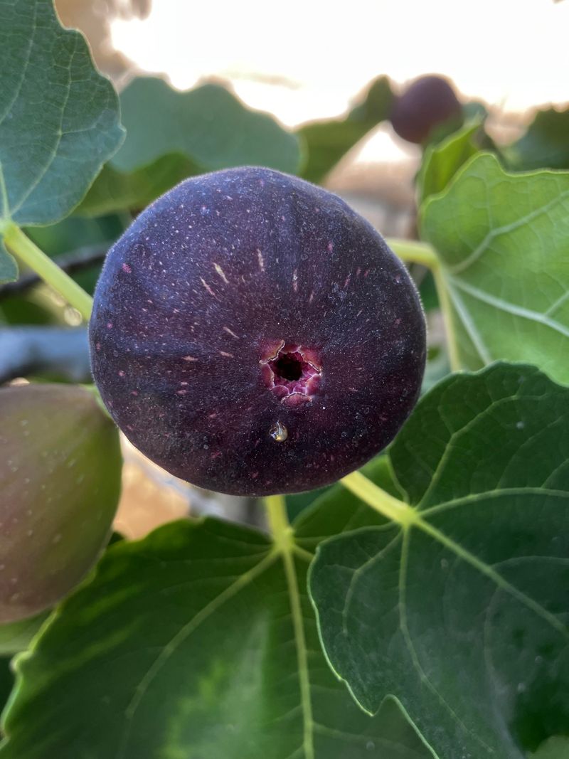 The Ostiole, A Tiny Door Into Ripe Fruit The Ostiole, A Tiny Door Into Ripe Fruit