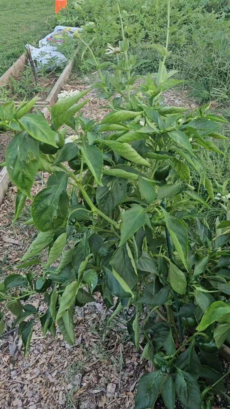The Overfeeding Mistake Behind Empty Plants