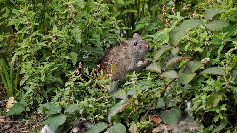 The Overgrown Landscaping That Creates A Safe Passage