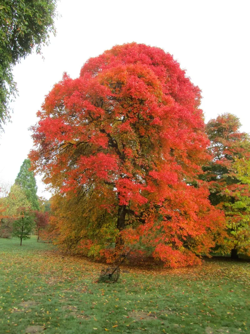 The Overlooked New York Native Tree With Stunning Autumn Foliage The Overlooked New York Native Tree With Stunning Autumn Foliage