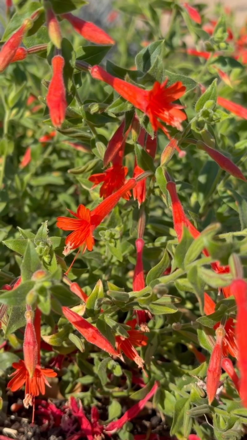 The Overwatering Trap For New Gardeners